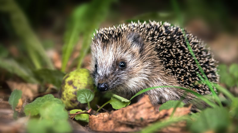 Hedgehog Awareness Day at Fairhaven Woodland and Water Garden