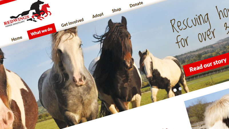 Redwings Horse Sanctuary "COURIR LES CHEVAUX DE Cartes De Noël