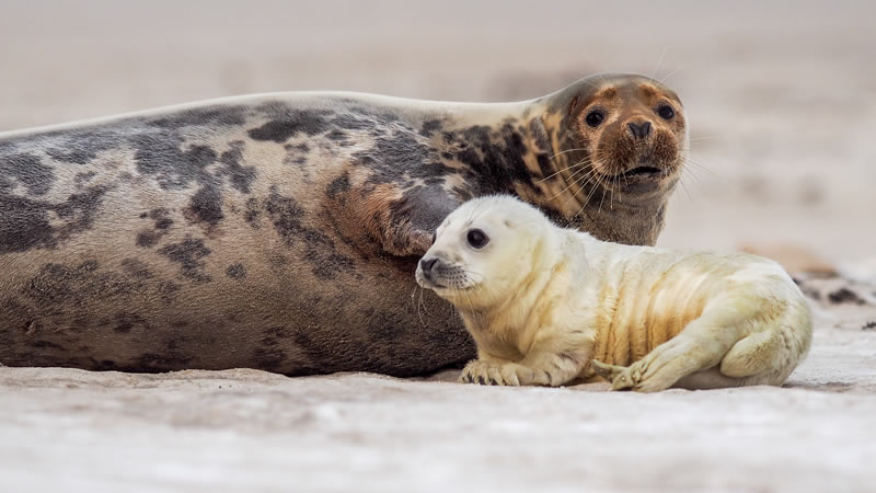 Visit the Grey Seals at Horsey, Norfolk
