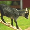 Norfolk Wildlife Centre
